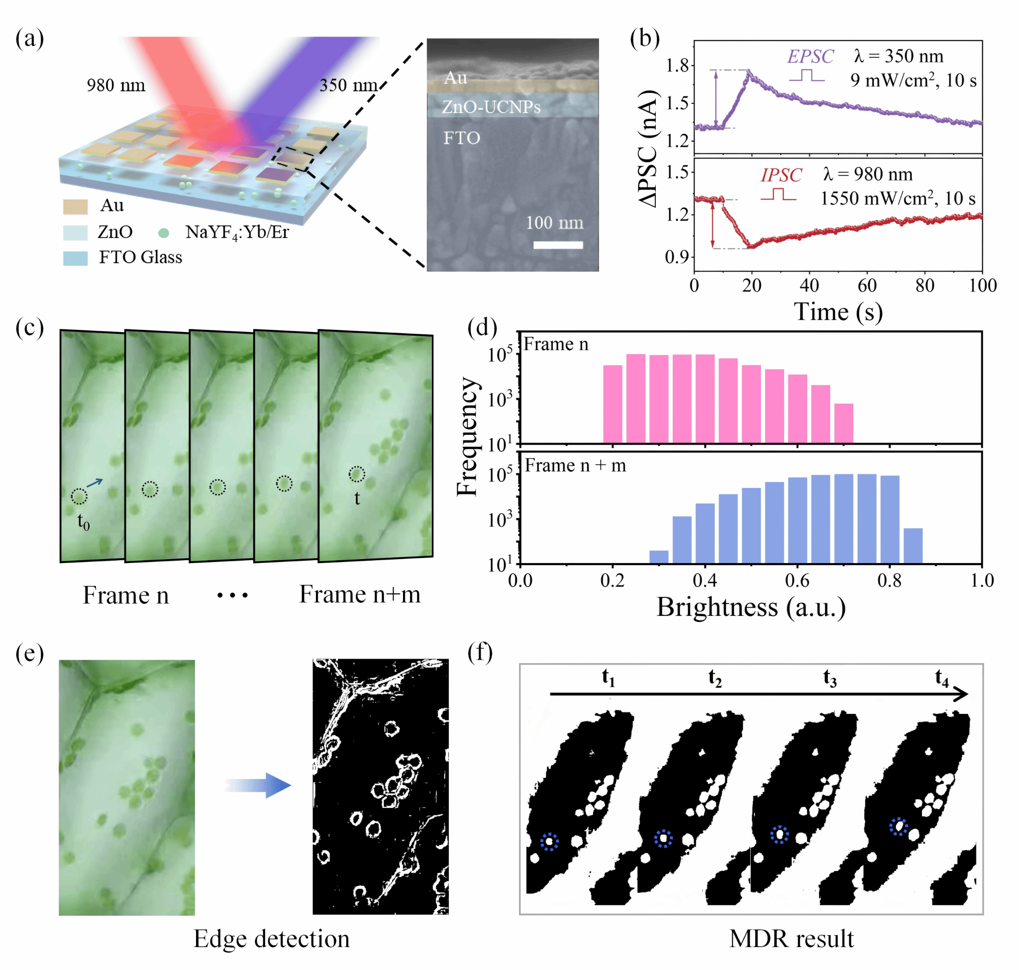 物理学院教师团队在新型光电忆阻器与类脑视觉系统领域取得系列研究进展